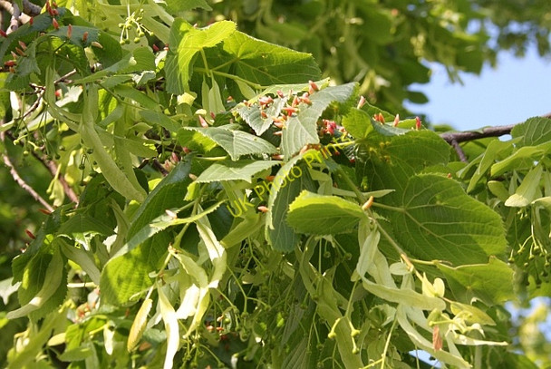 Photo 6"x4" Lime nail galls on lime tree, Poolbrook, Malvern Great Malvern c2009