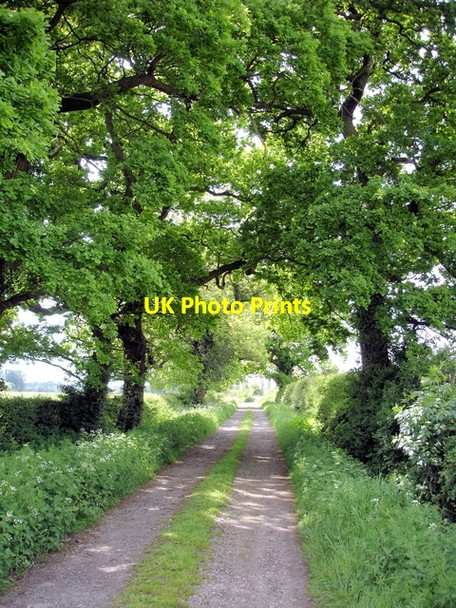 Photo 6"x4" Warmingham - Moss Lane Lane Ends\/SJ7059 c2008