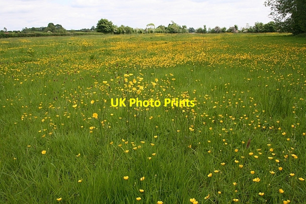 Photo 6"x4" Buttercup meadow Birts Street c2008