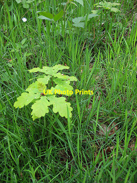Photo 6"x4" From little acorns Cannop c2008
