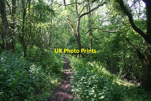 Photo 6"x4" Path through the woods Birts Street c2008