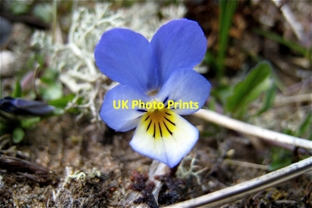 Photo 6"x4" Sands of Forvie: Heartsease Collieston\/NK0328 c2008