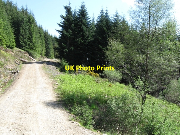 Photo 6"x4" Small clearing off forest track Benavie c2008