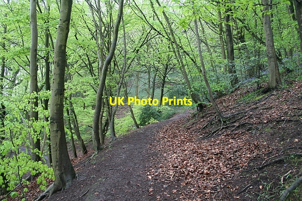 Photo 6"x4" Beeches on the Holy Well path Malvern Wells c2008