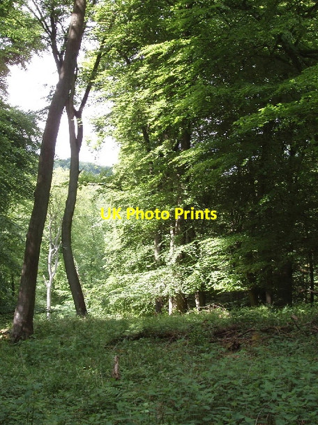 Photo 6"x4" Beeches in College Wood near Pishill Greenfield\/SU7191 c2008