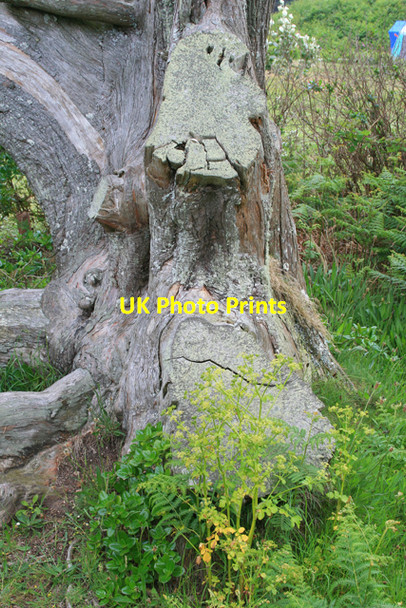 Photo 6"x4" Well Trimmed Monterey Pine Hugh Town c2008