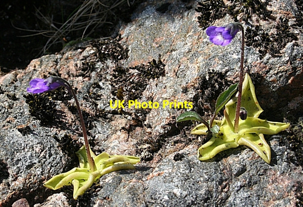 Photo 6"x4" Common Butterwort (Pinguicula vulgaris) Black Bridge\/NH3770 c2008