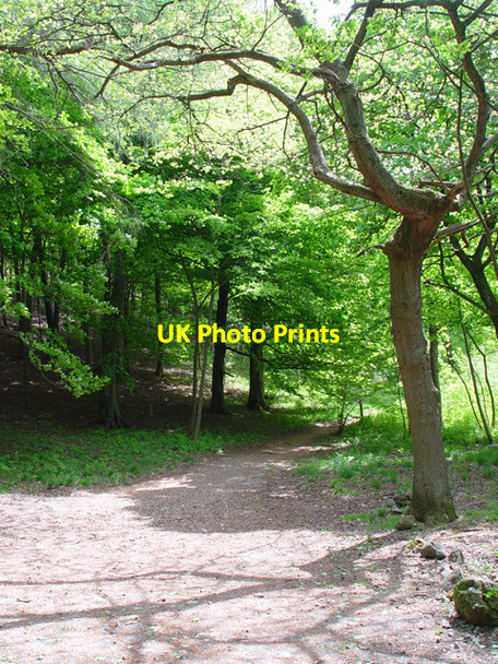 Photo 6"x4" An Ent in Grass Wood Skirethorns c2008