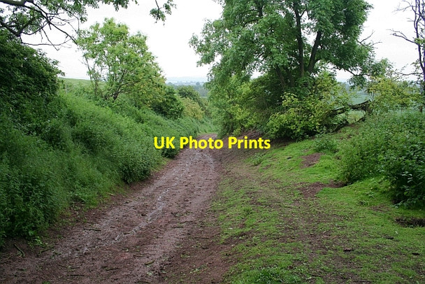 Photo 6"x4" Old cattle road down to Longdon Marsh Birtsmorton c2008