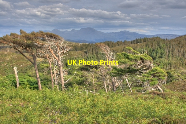 Photo 6"x4" Windswept Trees Arisaig\/Arasaig c2008