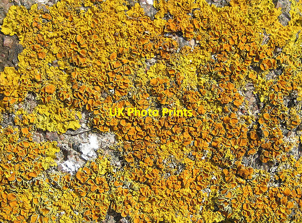 Photo 6"x4" Lichen crust Brand Green\/SO7641 c2008