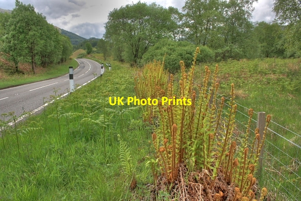 Photo 6"x4" Ferns on the Side of the A85 Allt Riobain c2008