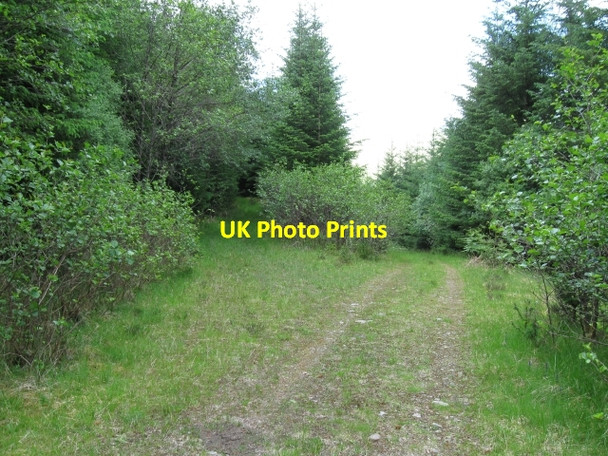 Photo 6"x4" Forest track Muirshearlich c2008