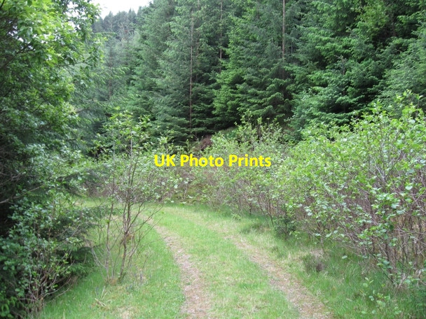 Photo 6"x4" Forest track Muirshearlich c2008 P1
