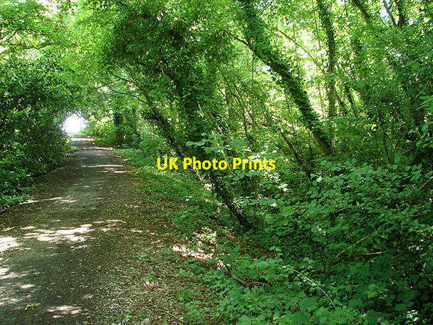 Photo 6"x4" Bridleway at Wootton Common Wootton Common\/SZ5391 c2008