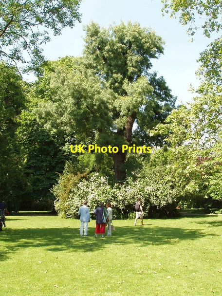 Photo 6"x4" Stanley Crescent garden Kensington\/TQ2579 c2008