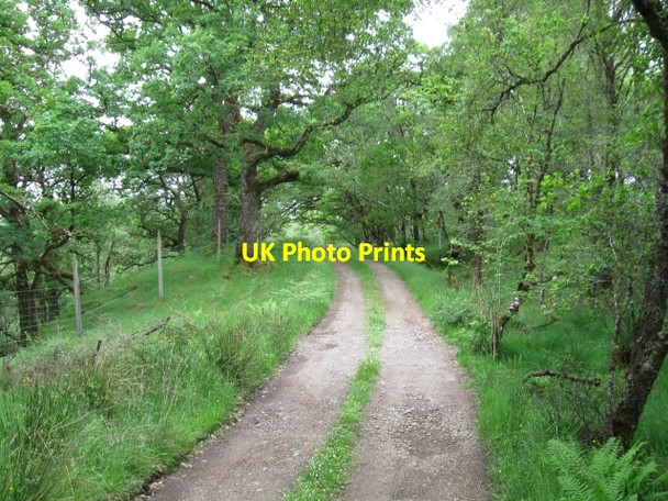 Photo 6"x4" Woodland track Ardery c2008