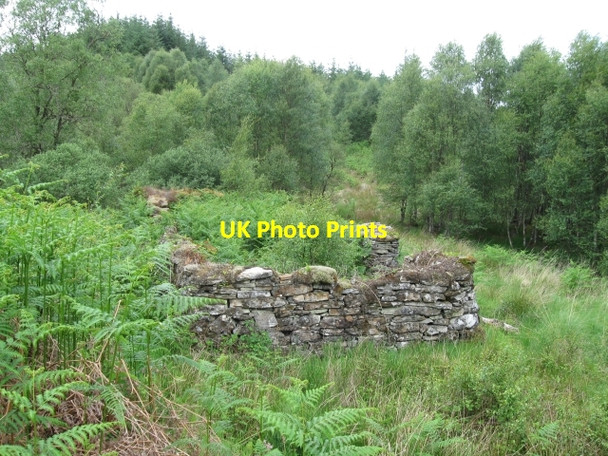 Photo 6"x4" Ruin in forest, Doire an Daimh Ardshealach c2008