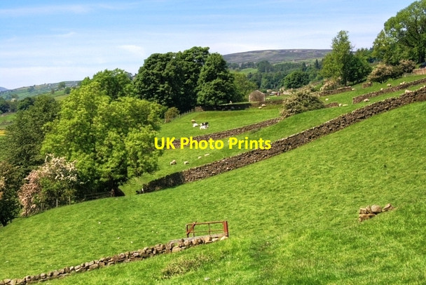 Photo 6"x4" Pasture, Below Hutton Garth Healaugh\/SE0199 c2008