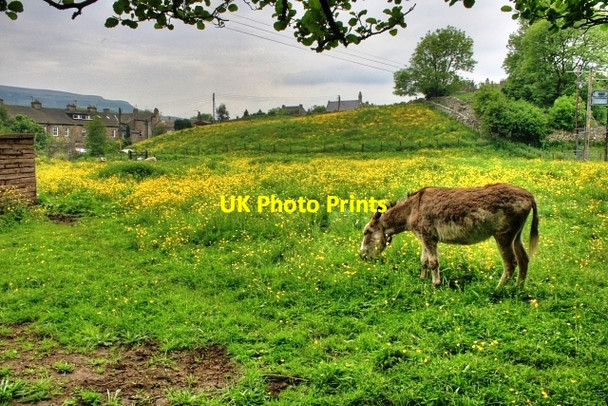Photo 6"x4" Donkey Pasture, Reeth Fremington\/SE0499 c2008