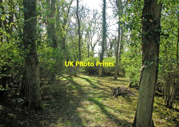 Photo 6"x4" Spinney in Spring Adderbury c2005 P1