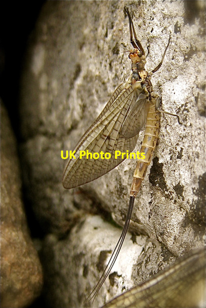 Photo 6"x4" Gordale Beck: newly emerged mayfly Bordley c2008