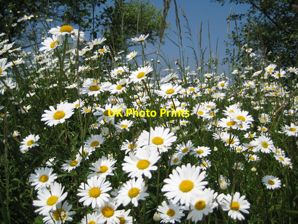 Photo 6"x4" Daisies at Hollingbury Wild Park Nature Reserve Brighton\/TQ3106 c2008