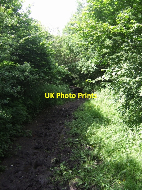 Photo 6"x4" Timberland Trail on the Forest of Mercia Way Hobble End c2008