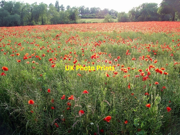 Photo 6"x4" A field of poppies Hempshill Vale c2008