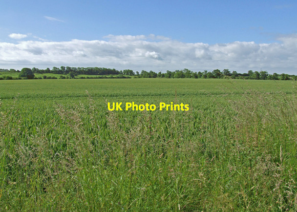 Photo 6"x4" Winter wheat Chesterton Green c2008