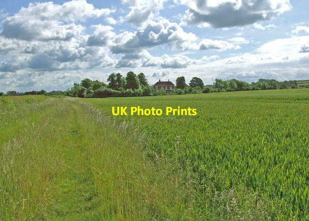 Photo 6"x4" Winter wheat Chesterton Green c2008