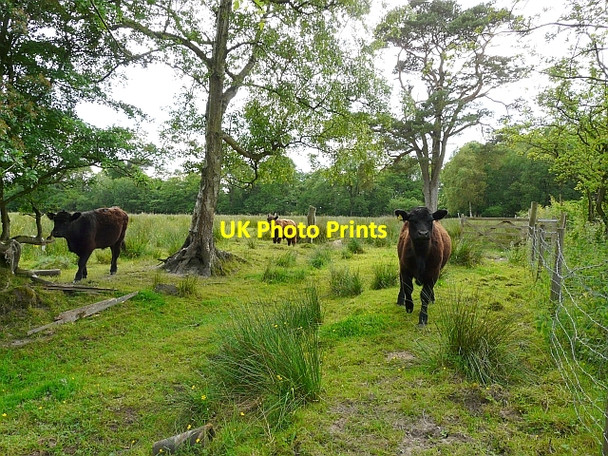 Photo 6"x4" Curious but non-threatening cattle Hethersgill c2008
