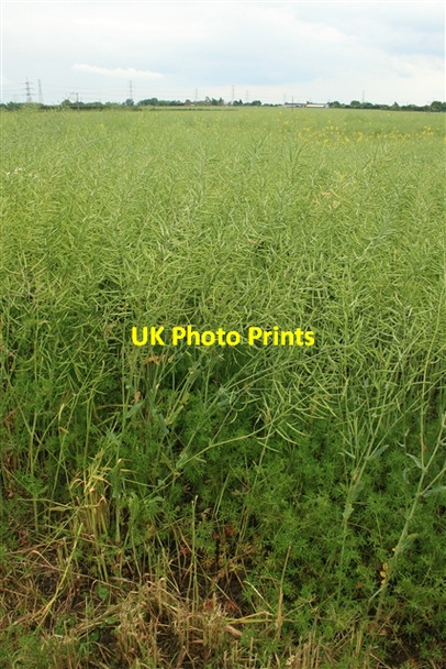 Photo 6"x4" Ripening rape seed, off Rampton Road Laneham c2008