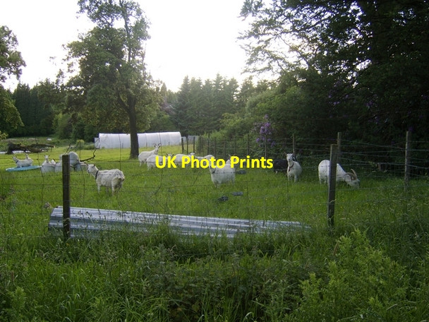 Photo 6"x4" Goats at Old Edinbarnet Bearsden c2008