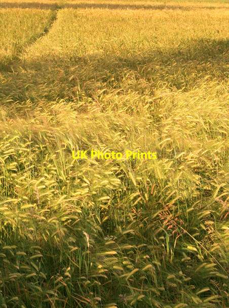 Photo 6"x4" Barley Field Ockbrook c2008