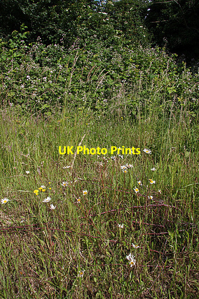 Photo 6"x4" Stanley Road Playing Fields Finchley c2008