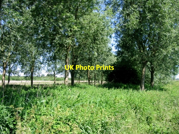 Photo 6"x4" Trees along the bank of the Little Stour Grove Hill\/TR2360 c2008