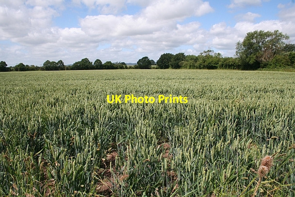 Photo 6"x4" Wheat Field Baughton c2008