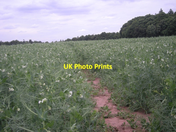 Photo 6"x4" Gone for a P' Colemore Green c2008