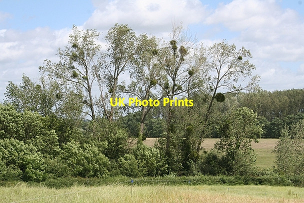 Photo 6"x4" Mistletoe trees Green Street\/SO8740 c2008