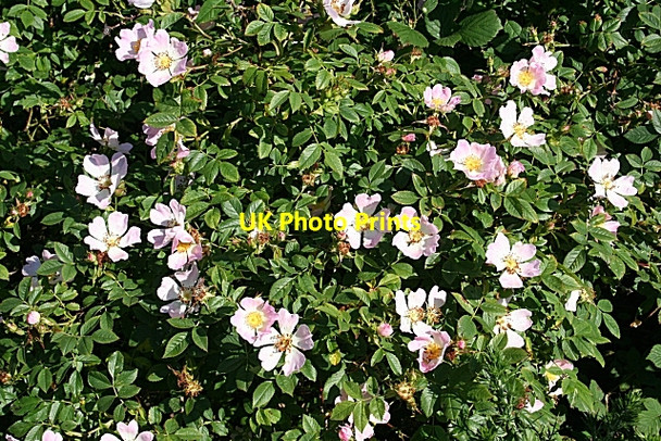 Photo 6"x4" Wild Rose Kingston\/NJ3365 c2008