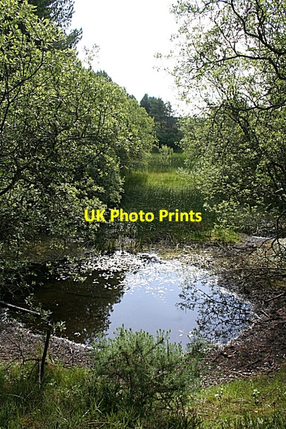 Photo 6"x4" Forest Swamp Lochhill\/NJ2964 c2008