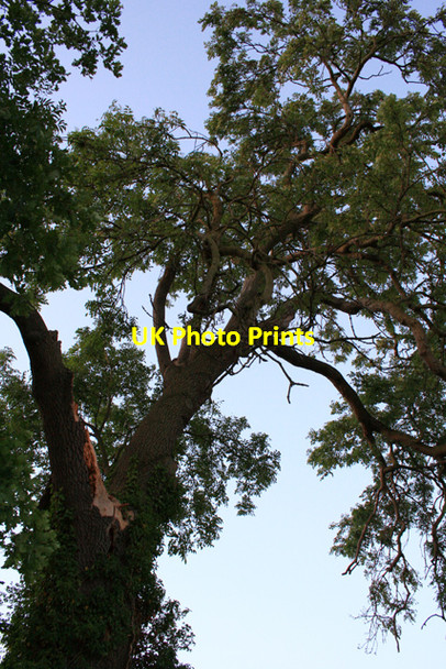 Photo 6"x4" Ash Tree Ambaston c2008