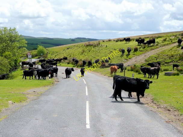 Photo 6"x4" Welcoming committee 2 Garn\/SO1081 c2009