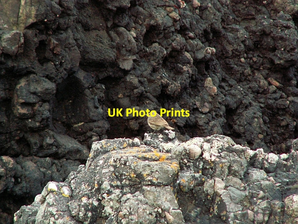 Photo 6"x4" Pipit on conglomerate rock St Columba's Well c2008
