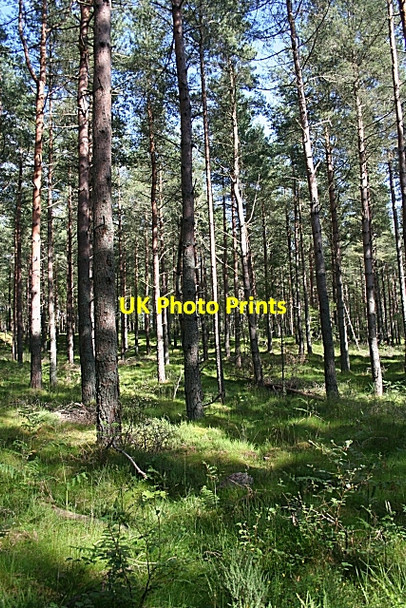 Photo 6"x4" Woods Near Loch Oire Blackburn\/NJ2958 c2008 P1