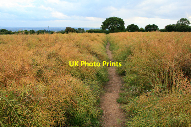 Photo 6"x4" Path to Risley Lodge Farm Dale Moor c2008