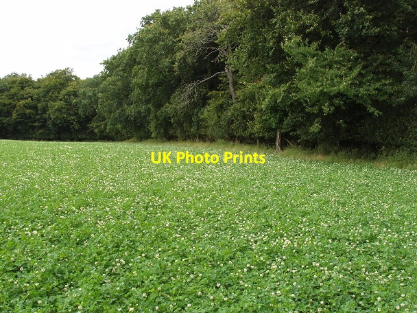 Photo 6"x4" Field of clover near Maidensgrove Maidensgrove c2008