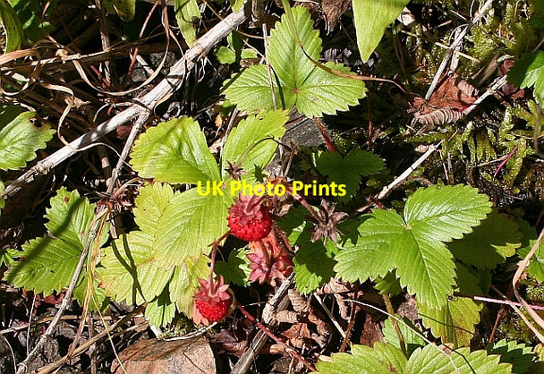 Photo 6"x4" Wild Strawberries, Black Hill Brand Green\/SO7641 c2008