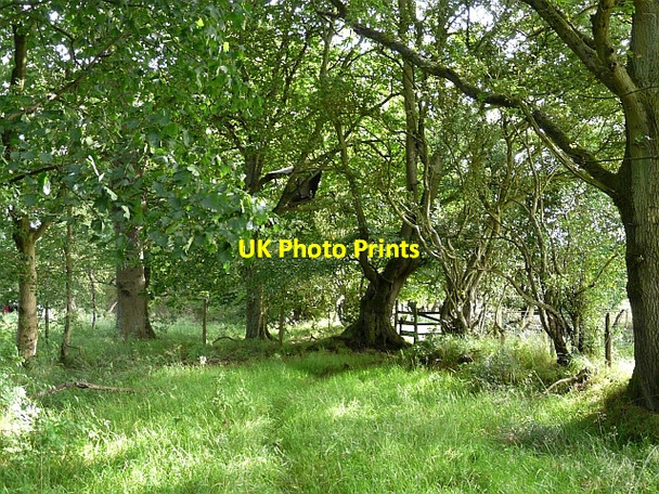 Photo 6"x4" Barns Plantation Kirkcambeck c2008